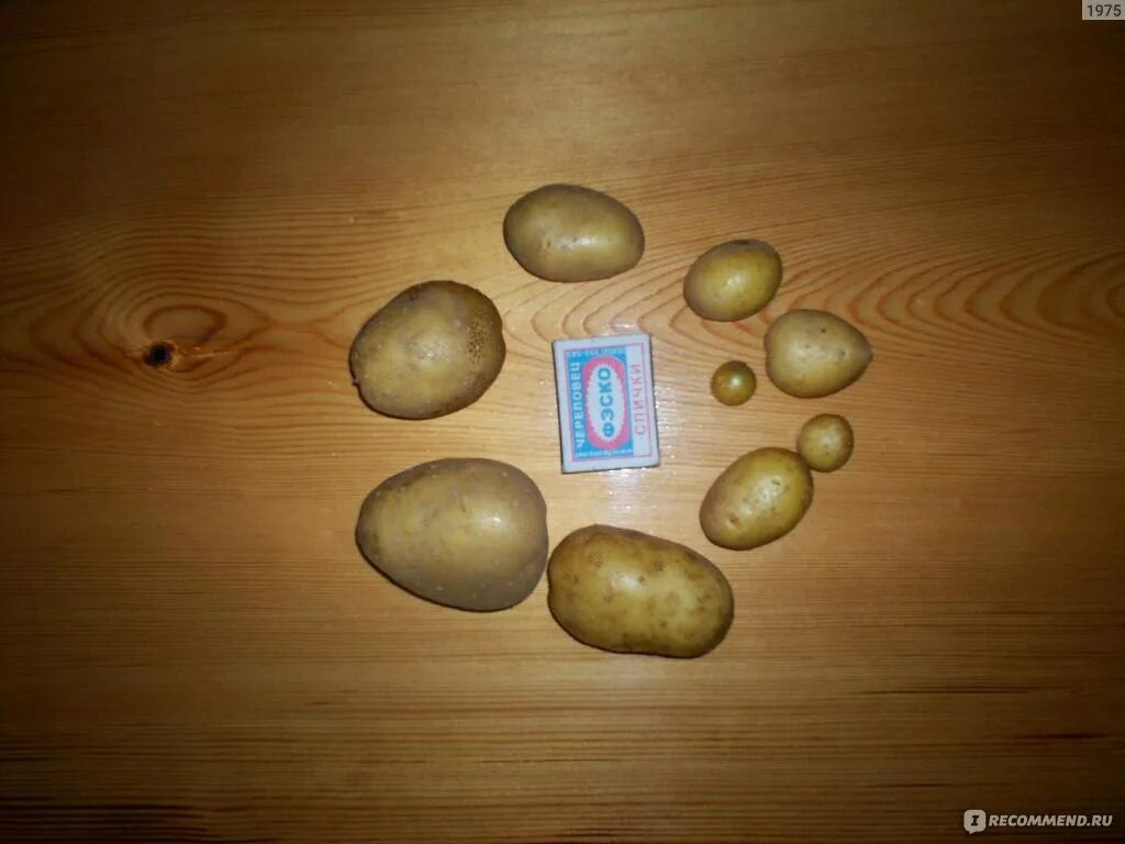 Как выглядят семена картошки Как вырастить картофель из семян. полезные статьи интернет-магазин Белая Аллея