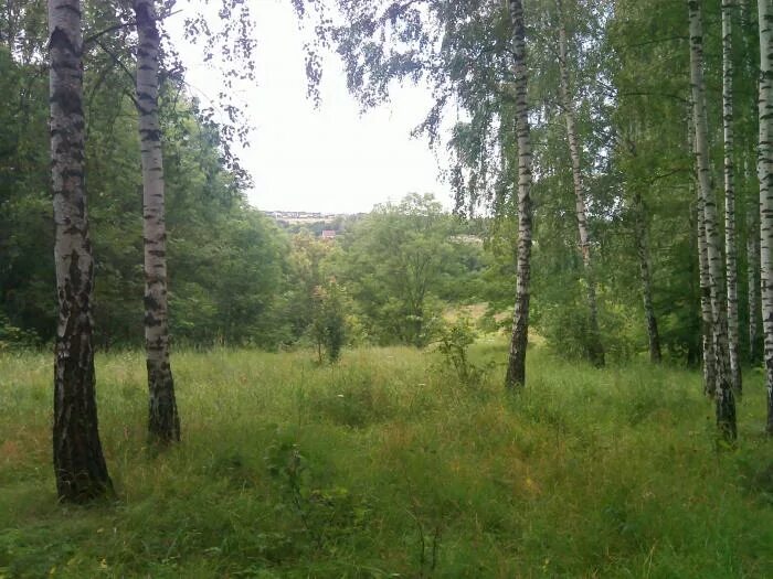 Детей, погибших в Знаменской роще в Курске, фашисты могли похоронить живыми ГТРК