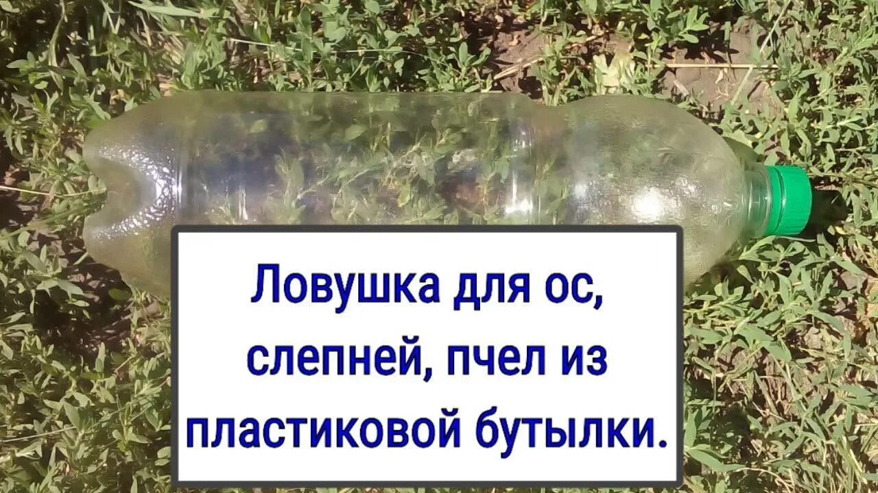 Сделать ловушку для ос из пластиковой бутылки. Ловушка для ос из 5 литровой бутылки. ловушка для пчёл из бутылки. ловушки для пчёл из пластиковых бутылок. ловушка для слепней из пластиковой бутылки.