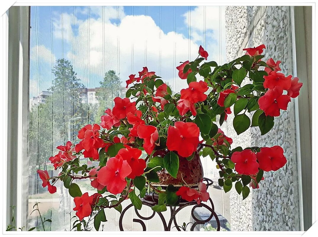 Цветы любящие солнце и жару. Бальзамин комнатный. Ванька-мокрый бальзамин. Бальзамин балконный. Бальзамин цветок комнатный.