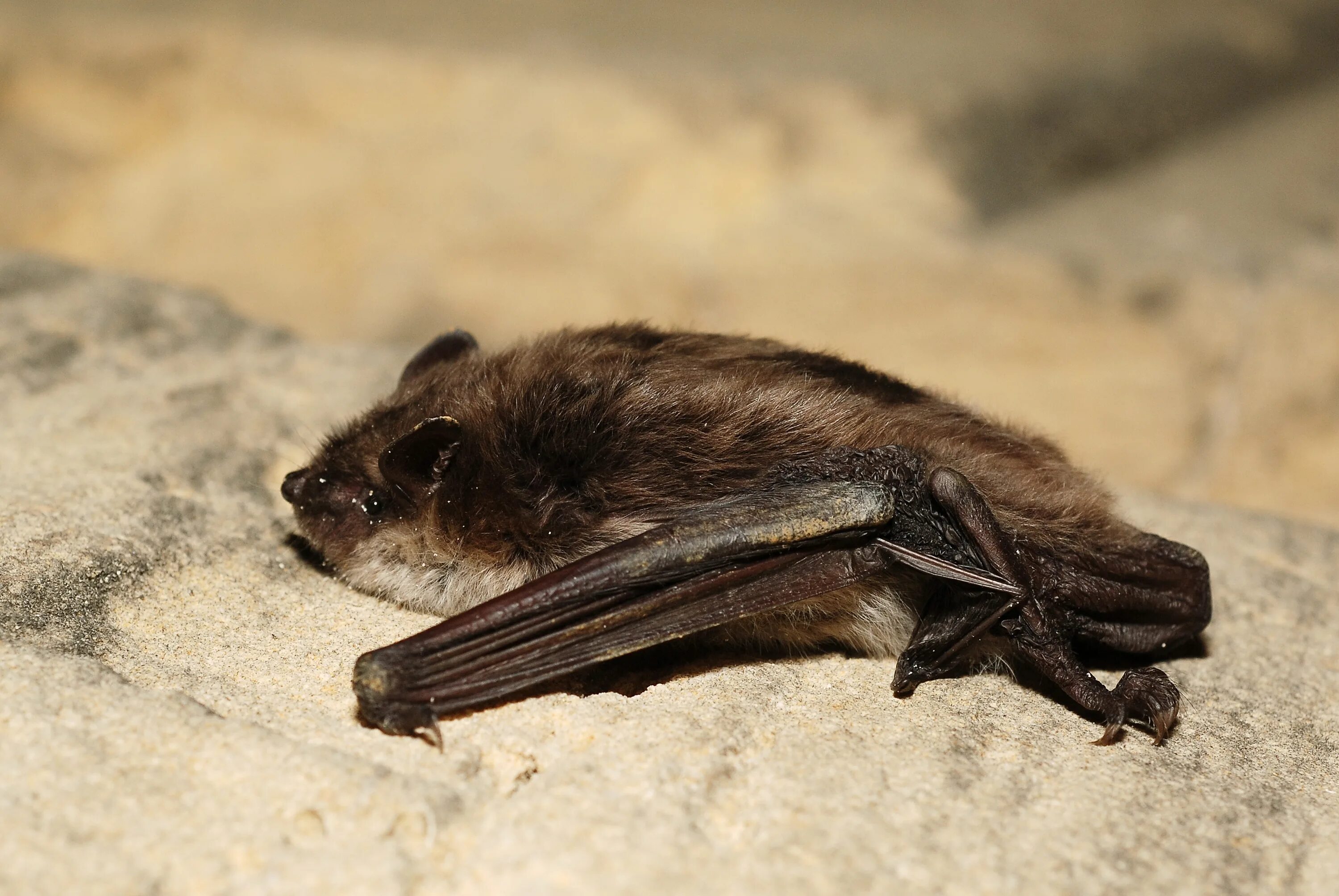 Ночница Иконникова Myotis ikonnikovi. Длиннохвостая ночница. Прудовая ночница Myotis dasycneme (Boie, 1825). Обыкновенная ночница.