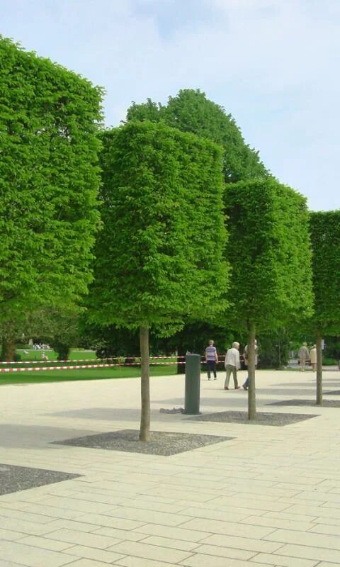 Square tree