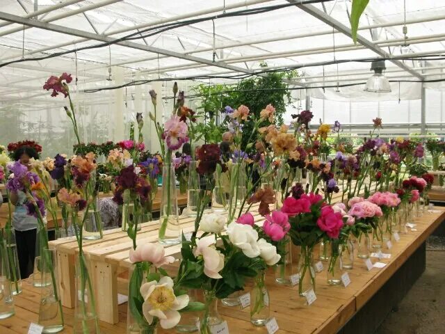 Пионы выставка цветоводы москвы на новинском 2022. Цветоводы москвы на новинском бульваре. Клуб цветоводы москвы логотип. Грузинской. Сайт цветоводы москвы на новинском.