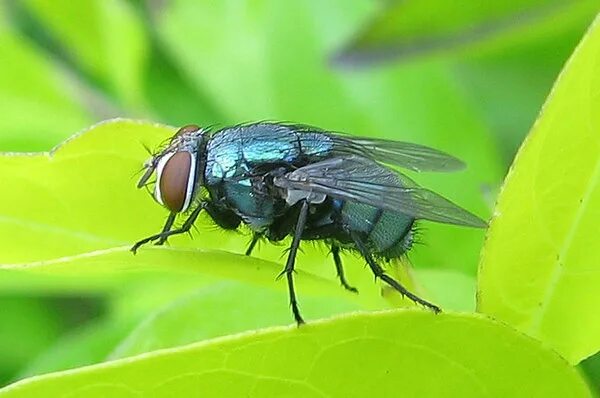 Blow fly. Blow fly. Blow fly. Личинки мухи каллифориды. Blowfly.