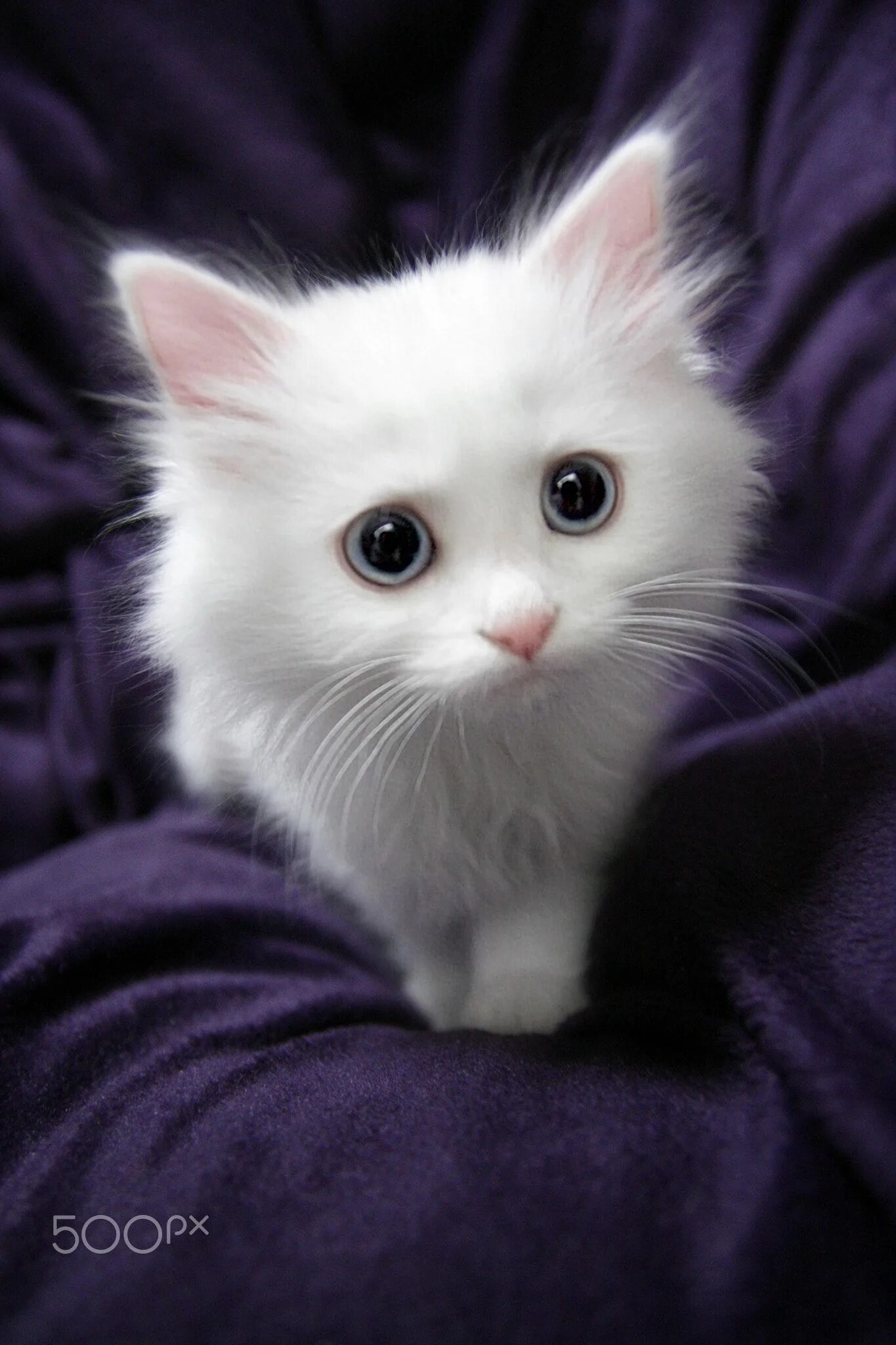 Щенки красивые пушистые милашки. Белый котенок. Милый белый котенок. Милые котята белые пушистые. Белая пушистая кошка.