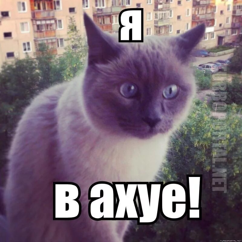Коты мемы. Кот слушает. Покажи мне котиков. Честно сказать я вахуе. Туть в сердце.