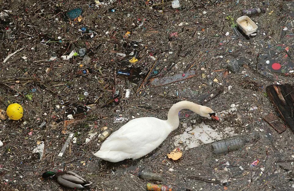 Ежегодно гибнет. Птичка с мусором. Загрязнение птиц.