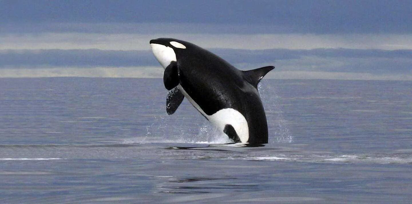 Китообразные касатка. Касатки на камчатке. Касатки в норвегии. Тигровые киты на телефоне. Orca offshore.