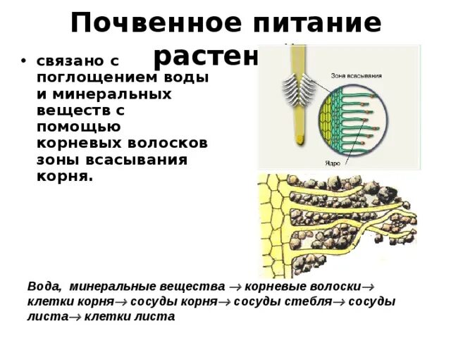 Питание растворенными минеральными веществами. Почвенное питание растений. Минеральное питание растений. Питание растений презентация. Поглощение корнями воды и Минеральных веществ.