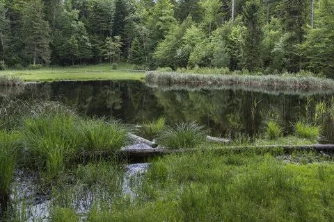 В лесном озере водились