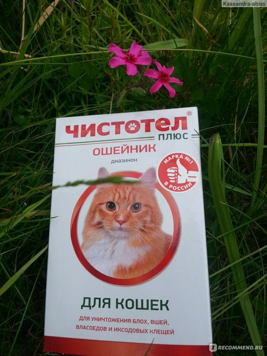Как работает ошейник от блох для кошек. Ошейник чистотел. чистотел ошейник от блох и клещей. ошейник чистотел для кошек. чистотел ошейник от блох и клещей для кошек.