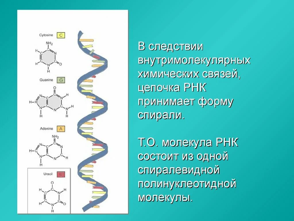 Цепочка РНК строение. Структура цепи РНК. Структура молекулы РНК. РНК состоит из одной полинуклеотидной цепи.