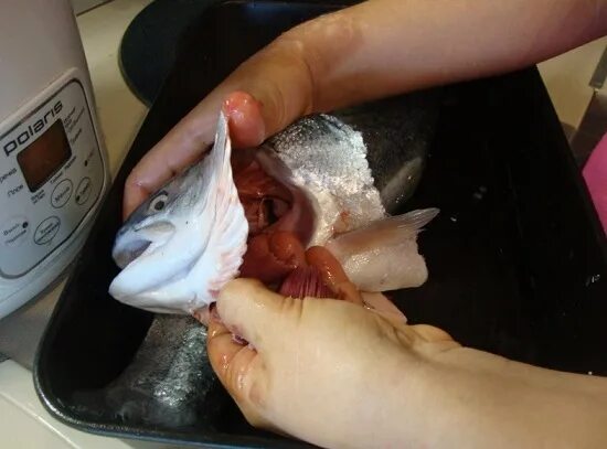 Определение свежести рыбы. Какие должны быть жабры у рыбы. Какие должны быть жабры у рыбы. Какие должны быть жабры у рыбы. Определение свежести рыбы.