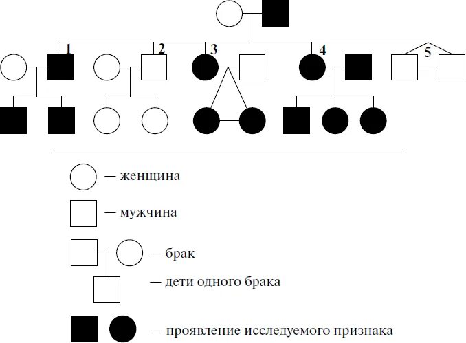 Родословная биология 11 класс. Родословная схема биология 9 класс. Генеалогическое Древо по генетике цвет глаз. Генетика родословная схема наследования признака. Родословная биология 9 класс генетика.