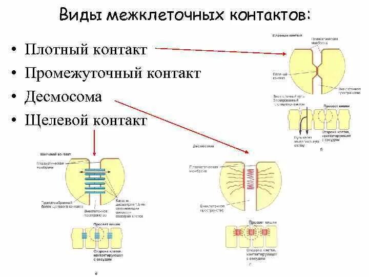 Промежуточные соединения клеток. Соединения клеток гистология. Плотное соединение клеток. Простое соединение клеток.