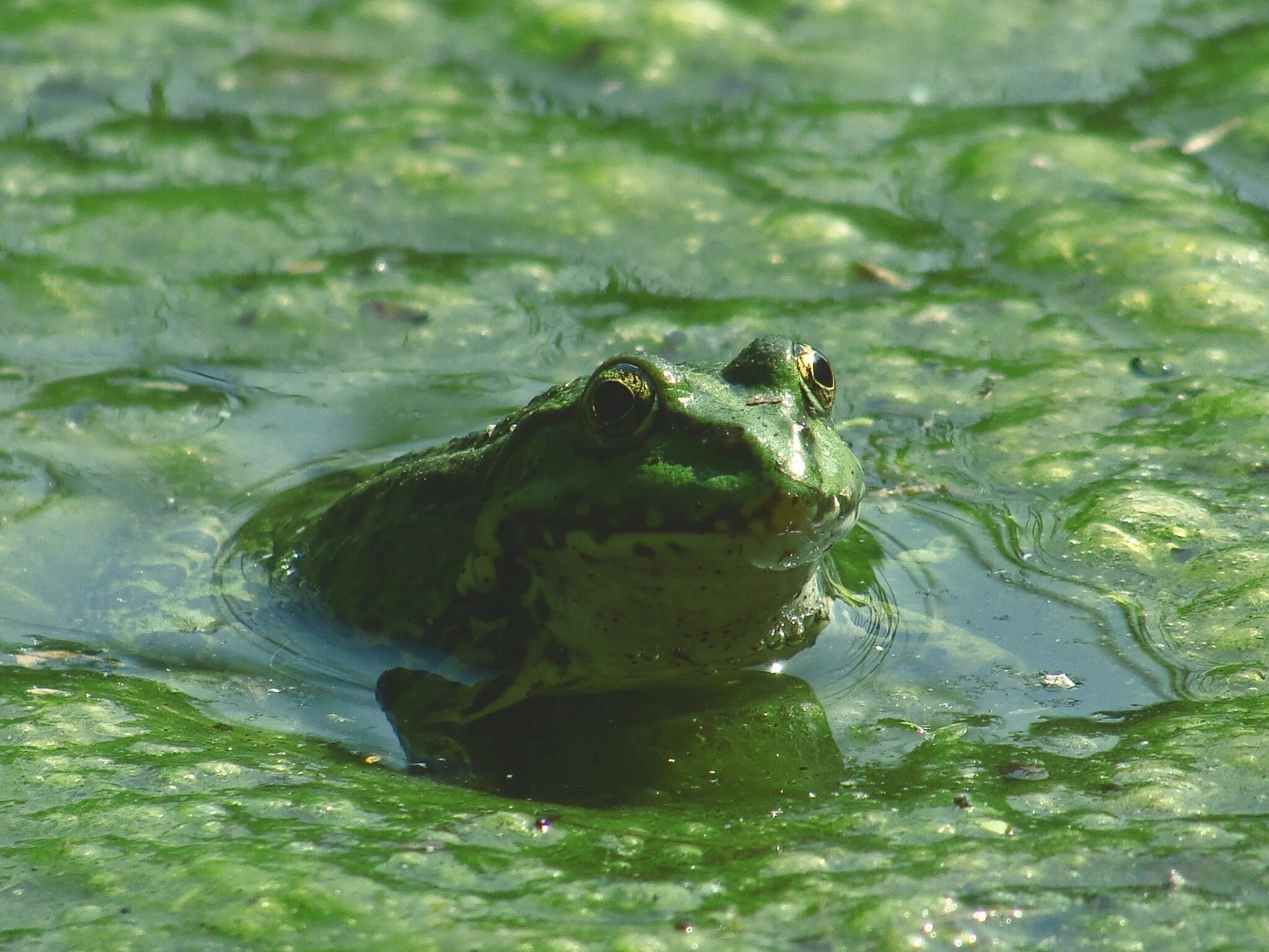 На чем сидит лягушка в болоте. Головастик Озерной лягушки. Головастик Болотной лягушки. Лягушка Озерная и Прудовая. Гвианская водяная жаба.