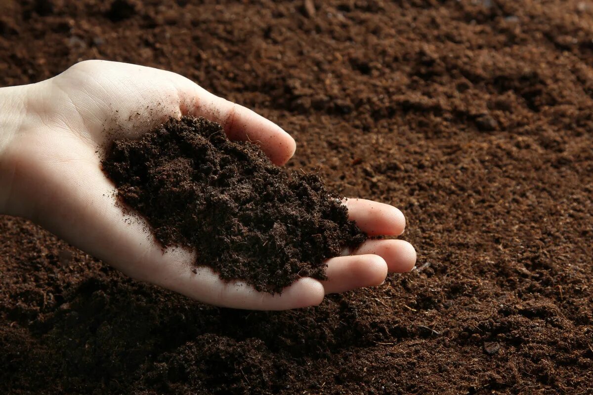 Почвы очень бедные либо вообще не формируются. Почва. Чернозем. Почва в руках. Плодородный грунт.