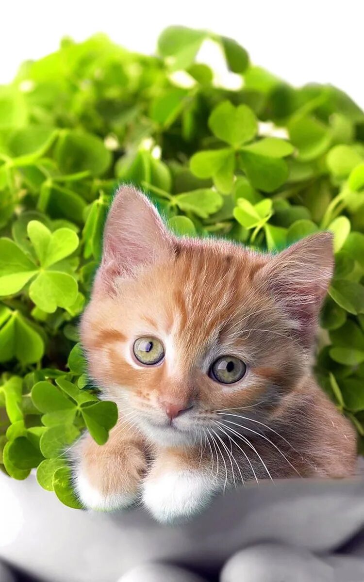 Картинки котенок заставка на телефон. Милые котики. Красивые котики. Самые милые. Картинки котенок заставка на телефон.