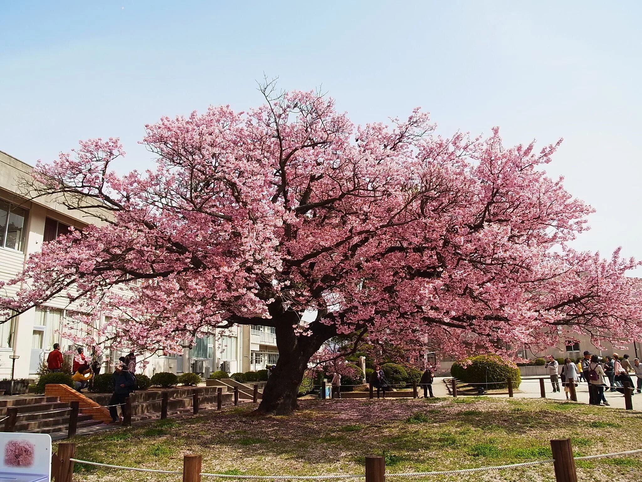 Первый сакуры. Сакура черри блоссом дерево. Prunus ×yedoensis. Дерево Сакура вишня эдосская. Розовое дерево.