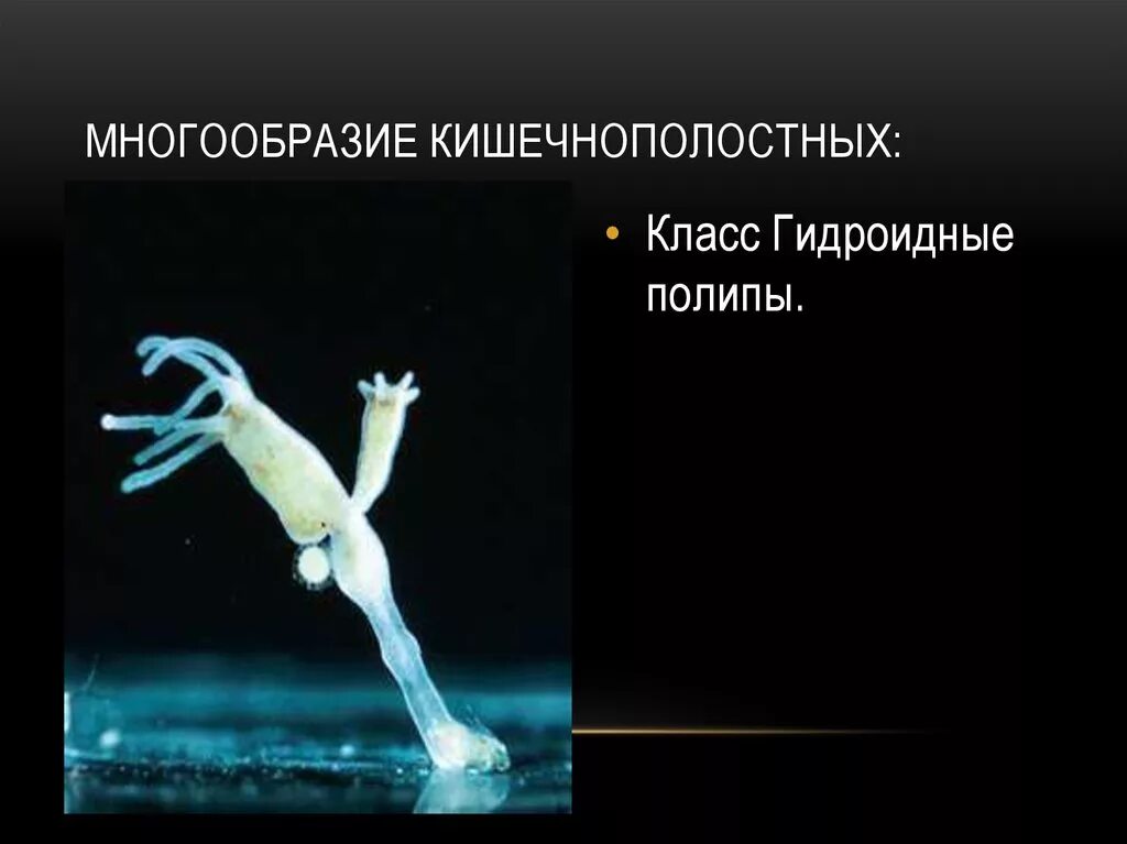 Форма тела кишечнополостных. Форма тела кишечнополостных