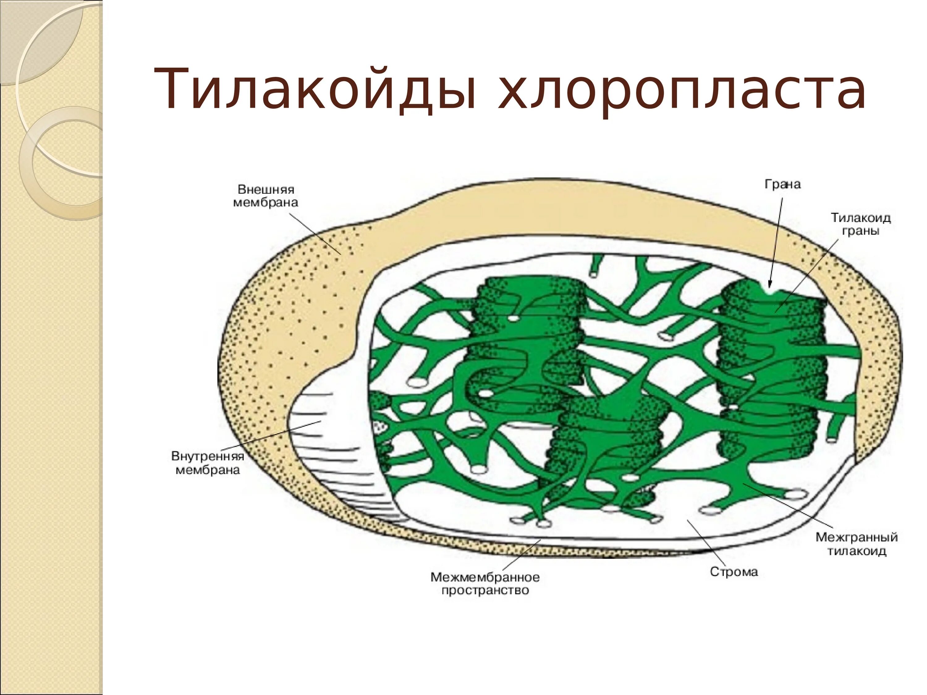 Состоит из тилакоидов гран и стромы. Хлоропласты строма тилакоиды граны. строение хлоропласта фотосинтез. схема строения хлоропласта и тилакоида 9 класс. межмембранное пространство хлоропласта.