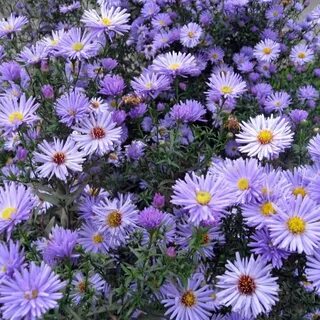 Aster