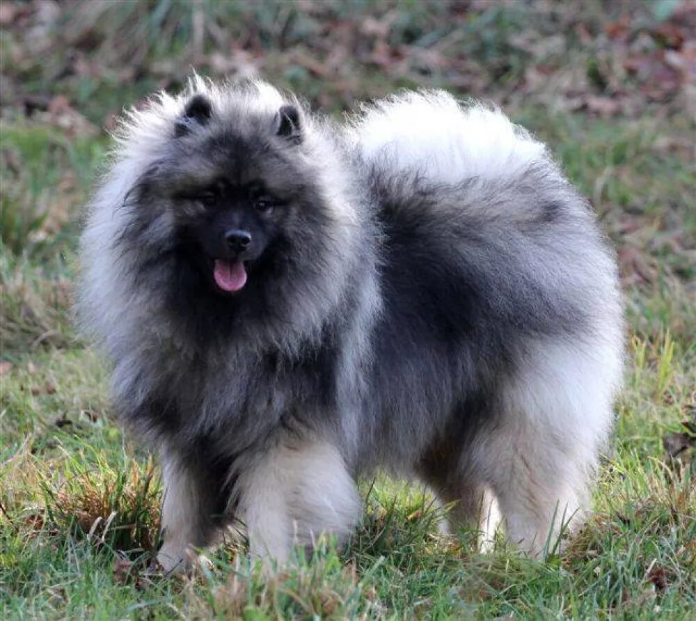 Волчий шпиц фото и цена купить Glady Gates' (Seawind) boys. Glady is our Newsletter Editor. Glady is a Lifetime