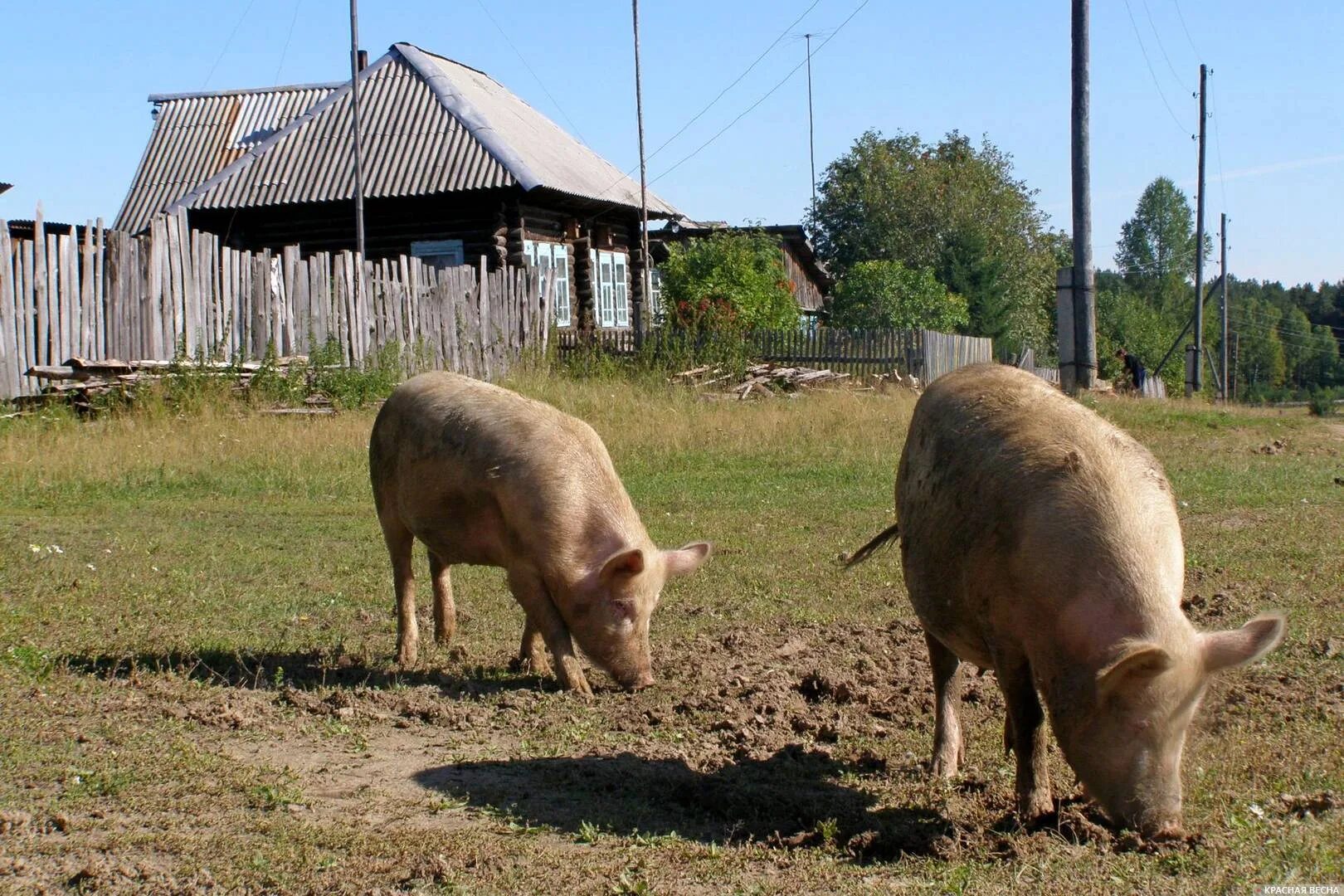 Сельская свинья