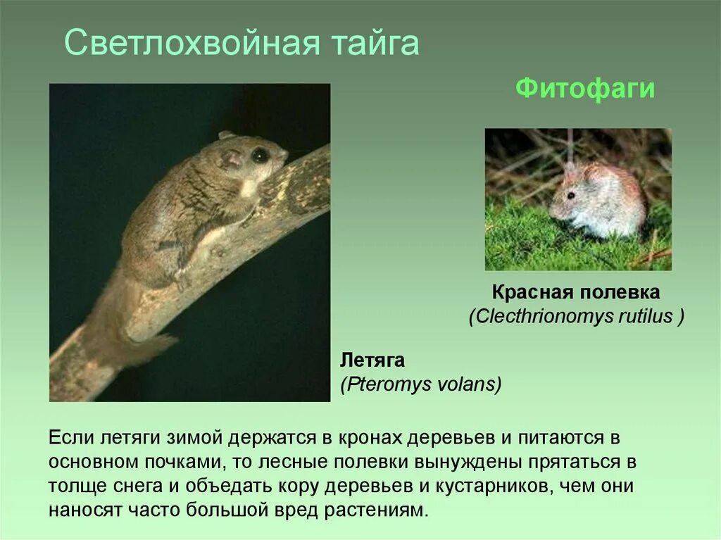 Светлохвойные леса животные. Светлохвойная тайга. Светлохвойные леса животные. Редкостойная лиственничная тайга. Сосняк осоково-разнотравный.