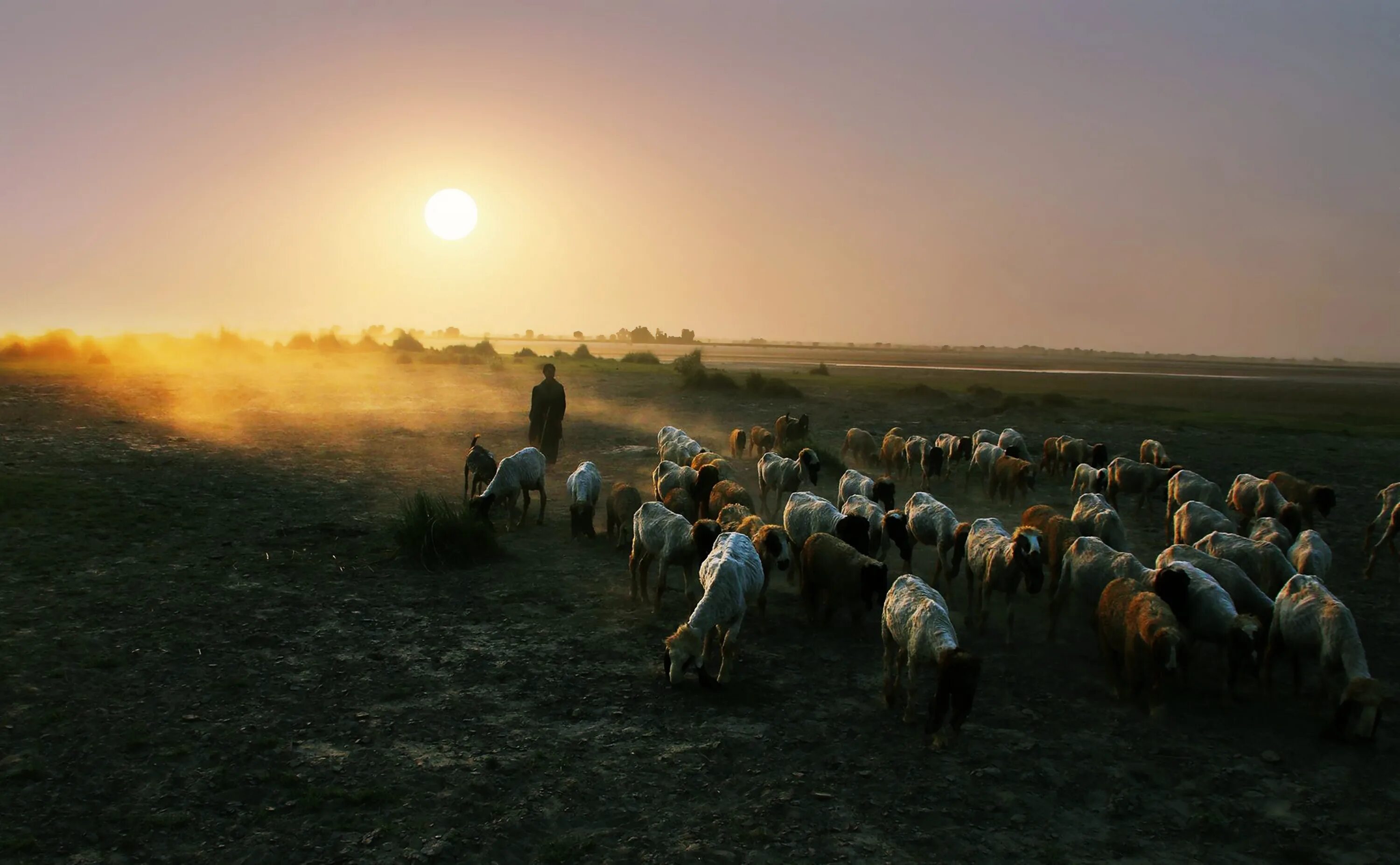 Пастух на звездном небе. Пастух в поле. Пастух с овцами. Отара овец в степи. Пастух пасет овец.
