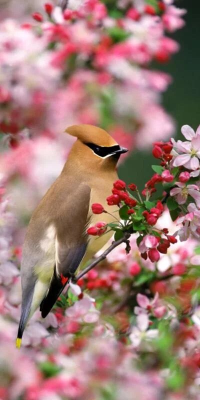 Pyrocephalus rubinus Pretty birds, Beautiful birds, Birds