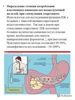 Аминокислоты и поджелудочная железа