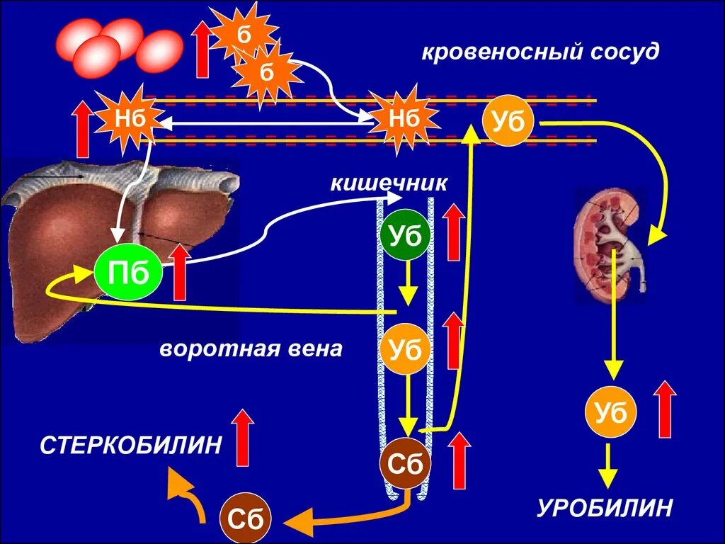 Фракции билирубина при желтухах