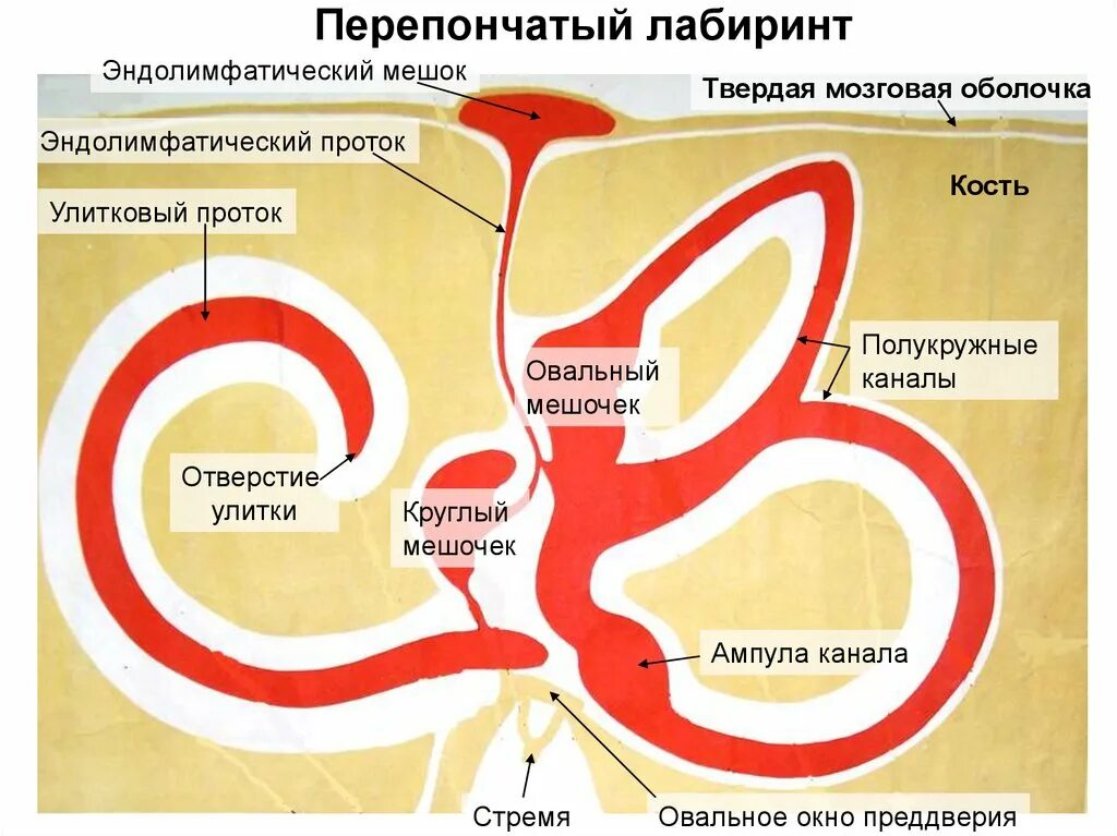 Перепончатый лабиринт расположен. Улитковый проток строение. костный и перепончатый лабиринт. перепончатый лабиринт внутреннего уха схема. строение перепончатого лабиринта.