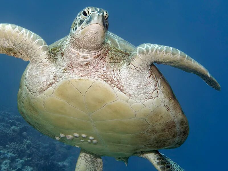 Панцирь морской черепахи. Брюхо морской черепахи. Черепаха вид снизу. Живот морской черепахи.