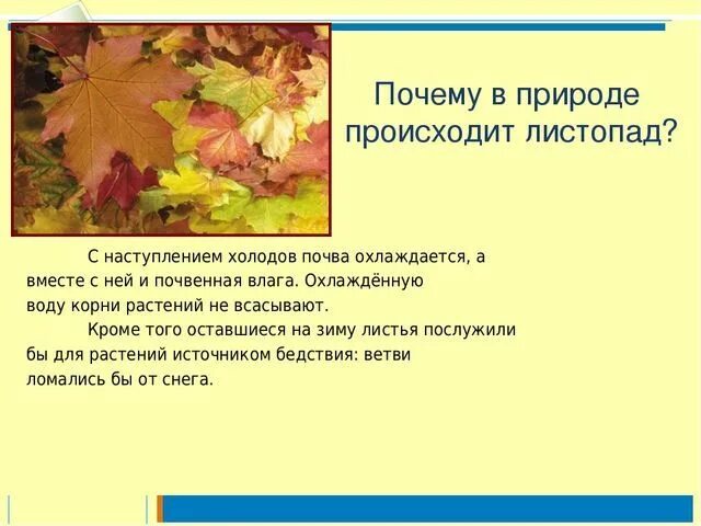 Выделение растений листопад урок. Причины листопада. Почему происходит листопад. Причины листопада осенью. Презентация листопад.