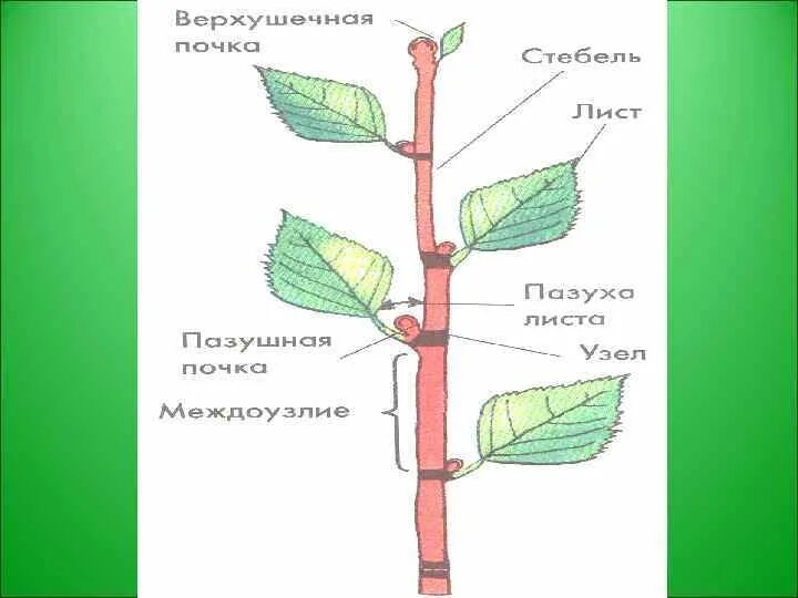 Строение вегетативного побега. Строение побега березы. Строение побега 6 класс. Строение побега вишни.