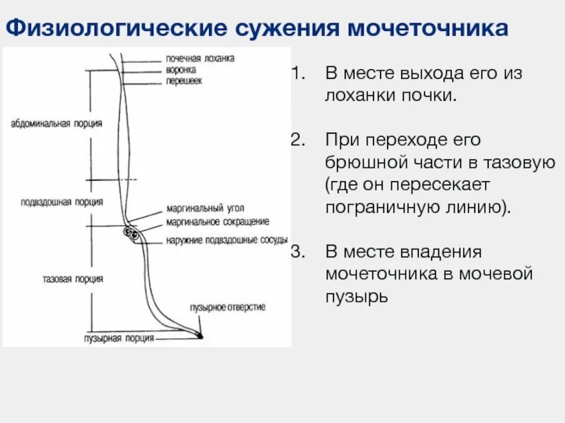 Сужение мочеиспускательного канала. Мочеточники части сужения. Мочеточник строение части, изгибы, сужения.. Сужения мочеточника расположены. Строение и функции мочеточника и мочевого пузыря.