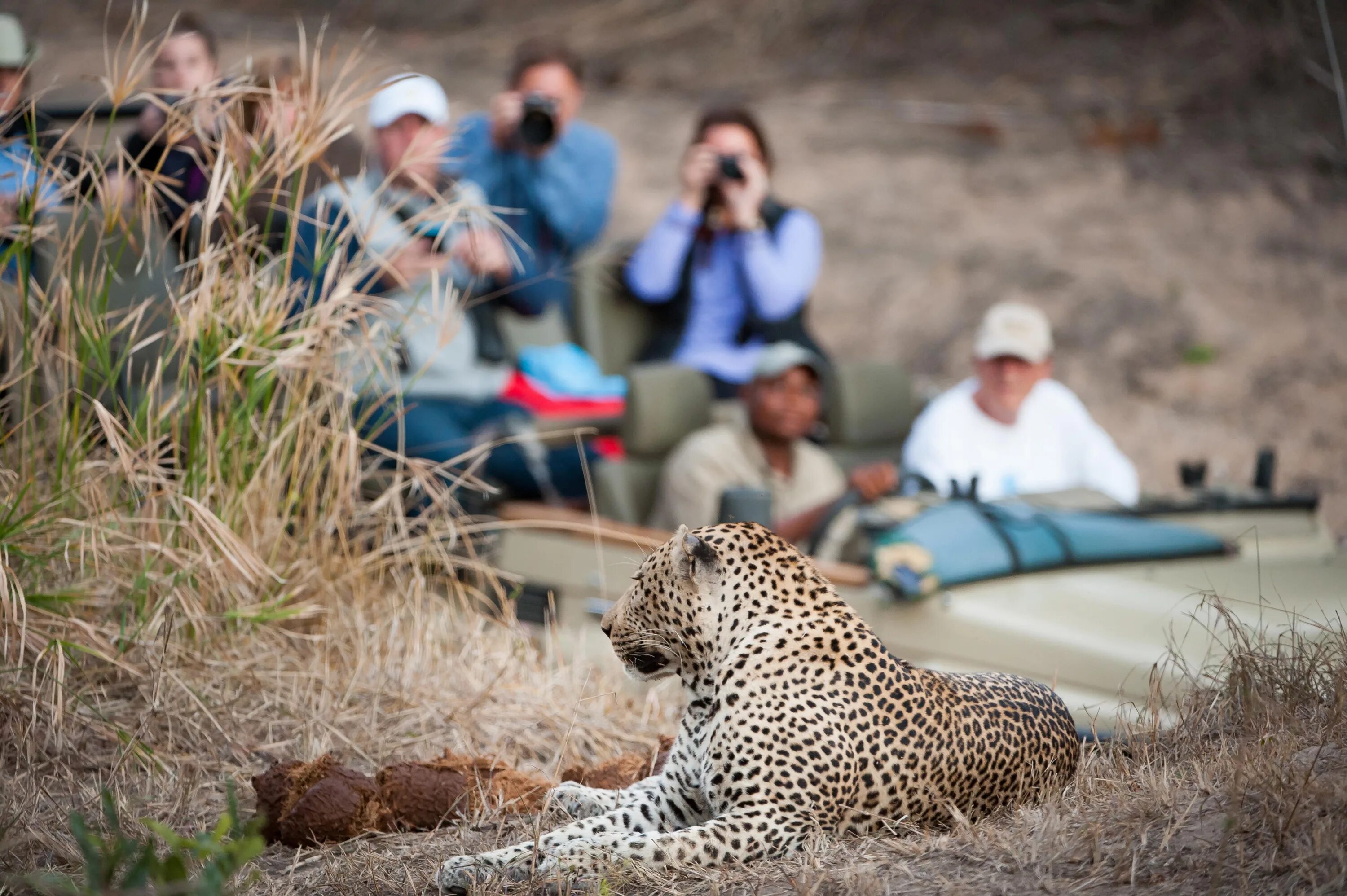 Wildlife watching