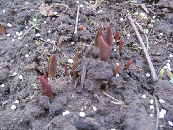 Гладиолус корень. Первые цветы весны. Луковицы тюльпанов для выгонки. Тюльпаны зимой. Гиацинт выкопка луковиц.