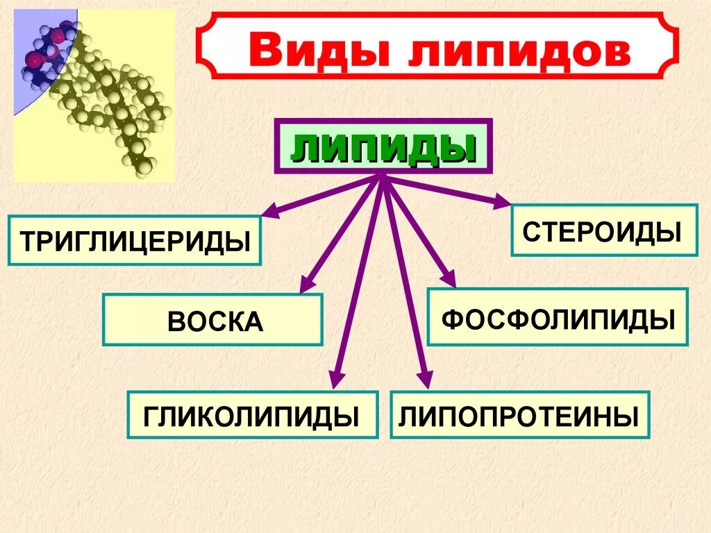 Основные группы липидов. Классификация липидов 9 класс. Сложные липиды классификация. Классификация жиров и липидов. Липиды входят в состав клеток