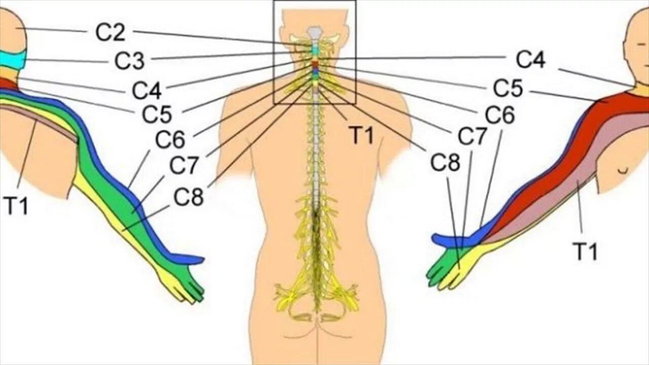 Болит позвоночник немеют ноги. Иннервация шейного отдела позвоночника схема. С6 с7 шейного отдела позвоночника иннервация. Иннервация с5-с6 корешок. Иннервация Корешков шейного отдела.