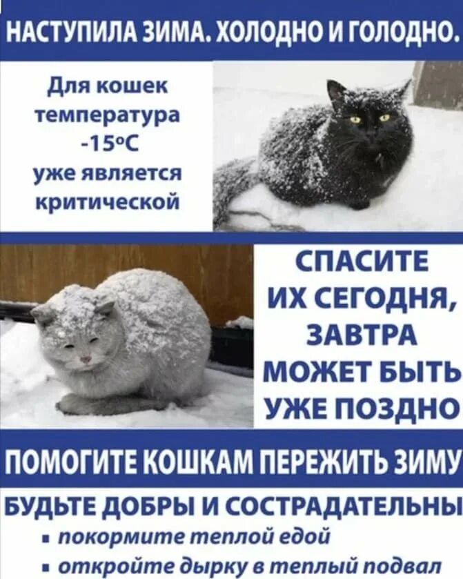 При какой температуре умирают кошки