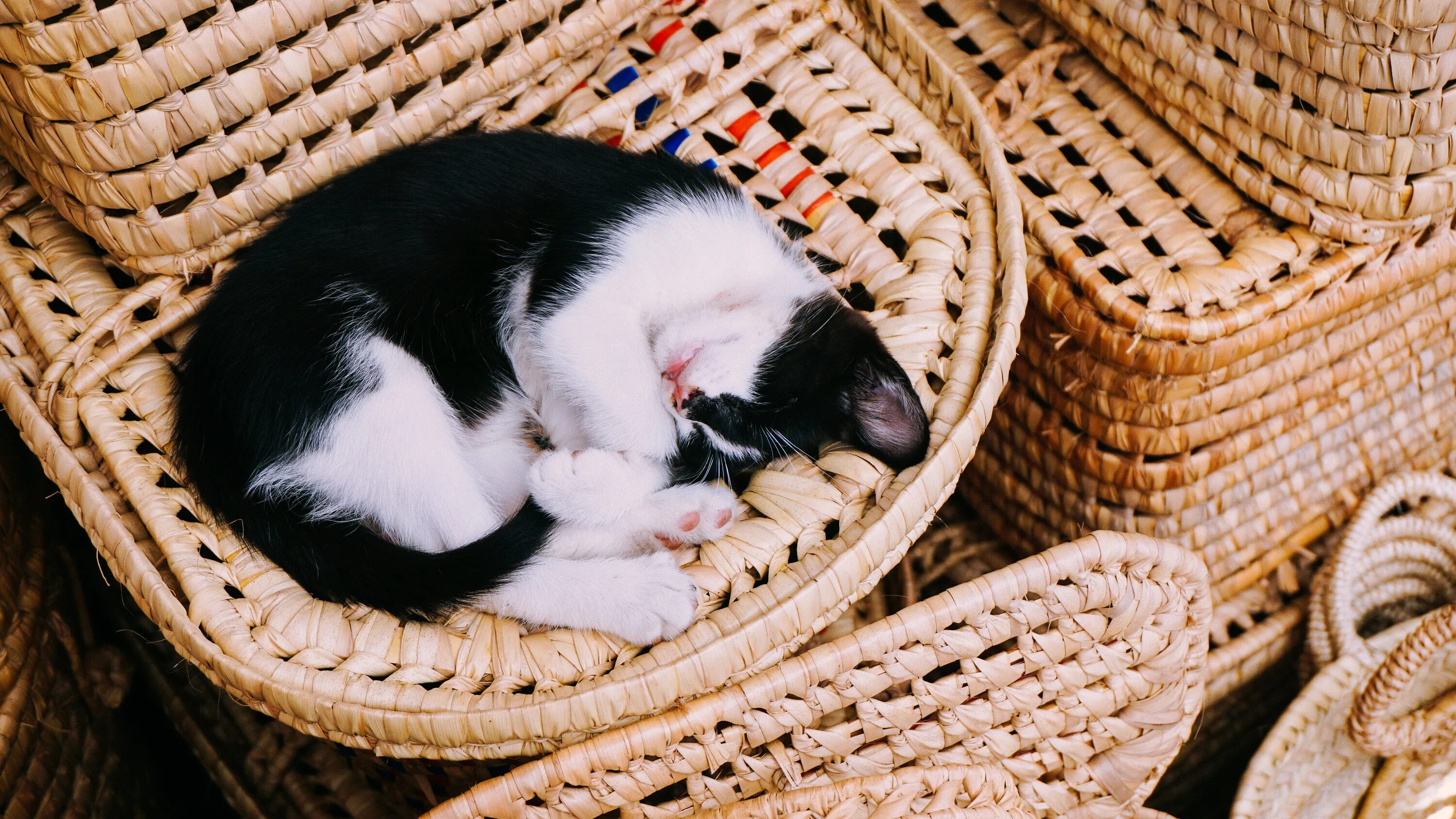 Сколько спят котята в 2. Черный котенок в корзинке. Котята в корзинке. Корзинка для кошки. Коты спят в корзинке.