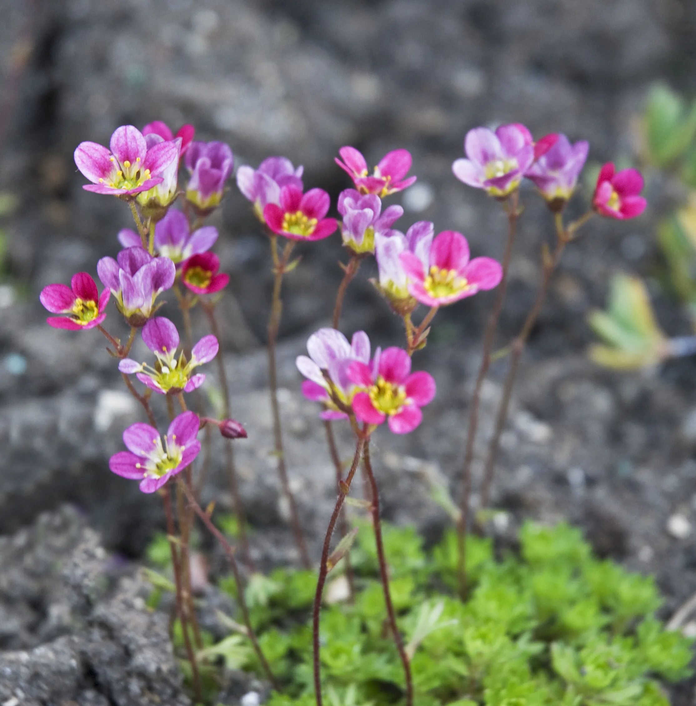 Small цветы. Small Flowers.