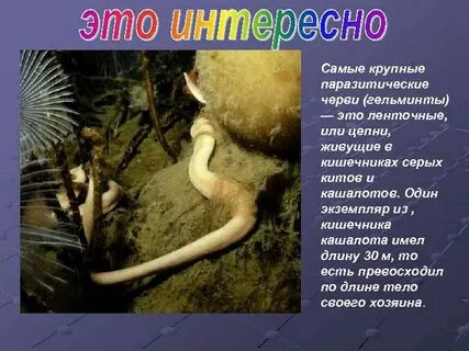 Сообщение про круглых червей