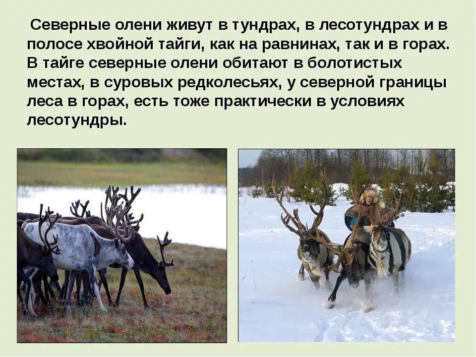 рассказ о олене. лось сообщение 3 класс. рассказ про оленя. олень могучий ттнко ногий. доклад о животном.