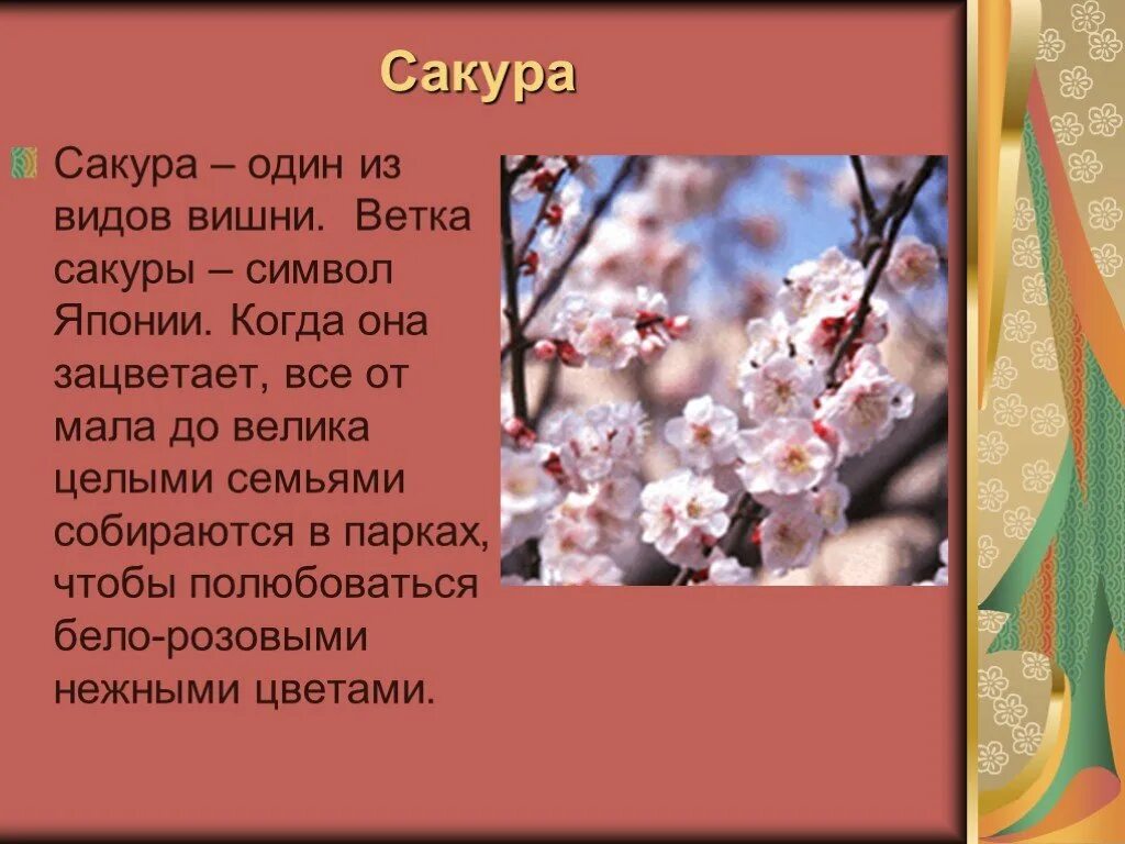 Как пишется зацвела. Рассказ о Сакуре. Сакура доклад. Сообщение о Сакуре. Небольшой рассказ о Сакуре.