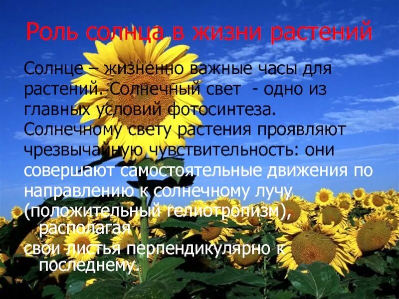 Солнце и жизнь растений