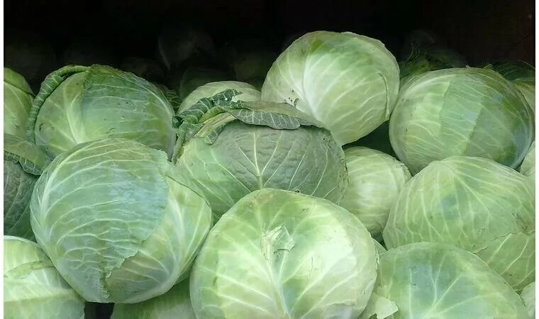 Продать капусту. Ранняя капуста магнат. Продать капусту. Продать капусту. Капуста оптом.